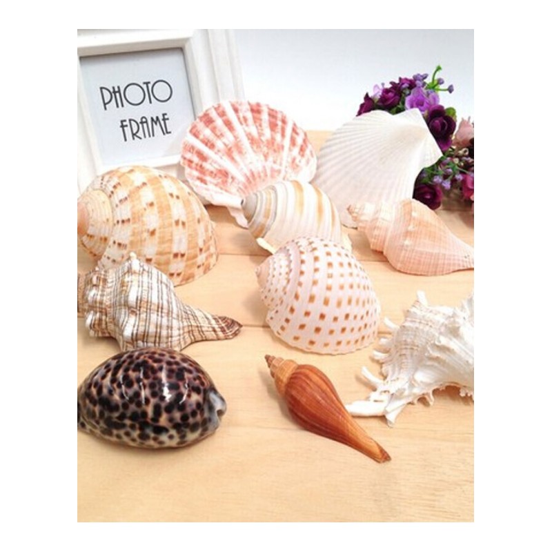 海螺饰品10件8-16cm大号天然海螺贝壳鱼缸造景贝壳