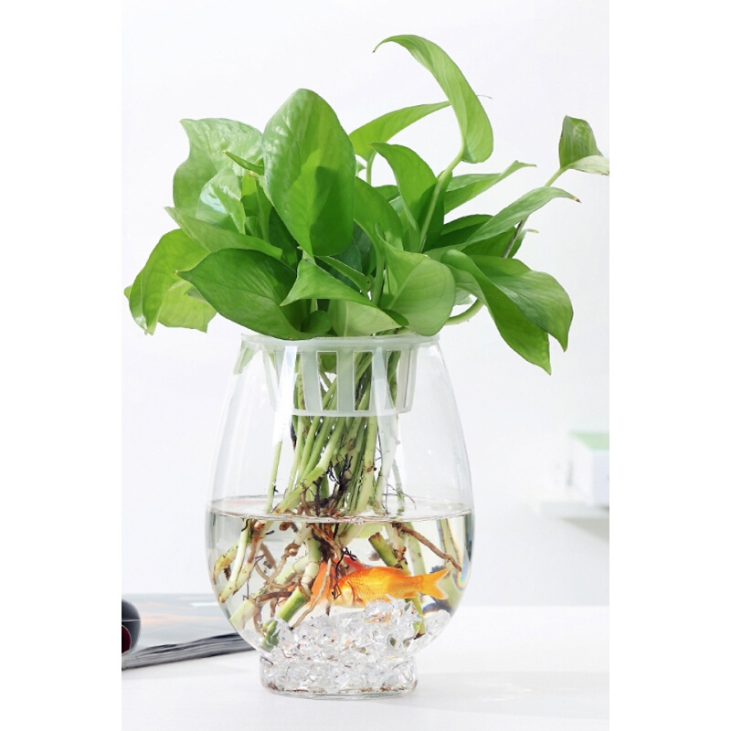 简约欧式透明玻璃花瓶水培绿萝花盆水养植物客厅摆件插花器皿鱼缸墨绿色中等