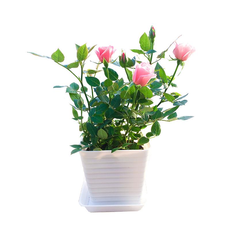 泰曼进口室内迷你微型玫瑰花盆栽鲜花植物花卉小带花苞四季办公室