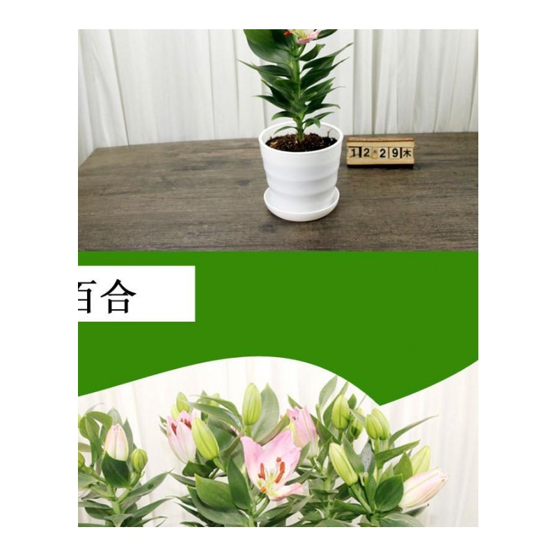 [带盆栽好,单颗带芽小盆]百合种球带花成品苗室内盆栽绿植水培植物办公室桌面带喷栽好生活日用园艺用品花卉绿植盆栽