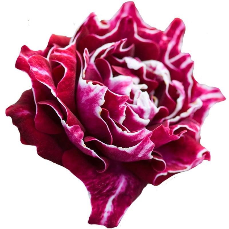 天狼月季紫袍玉带月季花苗藤本爬藤攀援花卉庭院花园植物欧月玫瑰