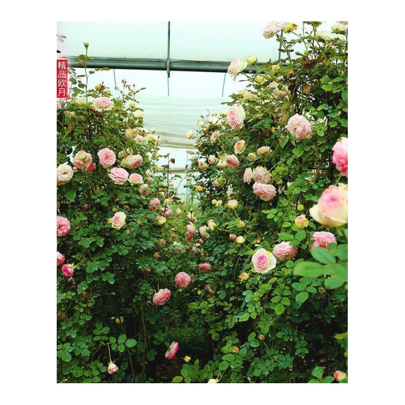 大苗藤本月季蔷薇花苗盆栽庭院阳台爬藤植物花卉欧月玫瑰四季多花