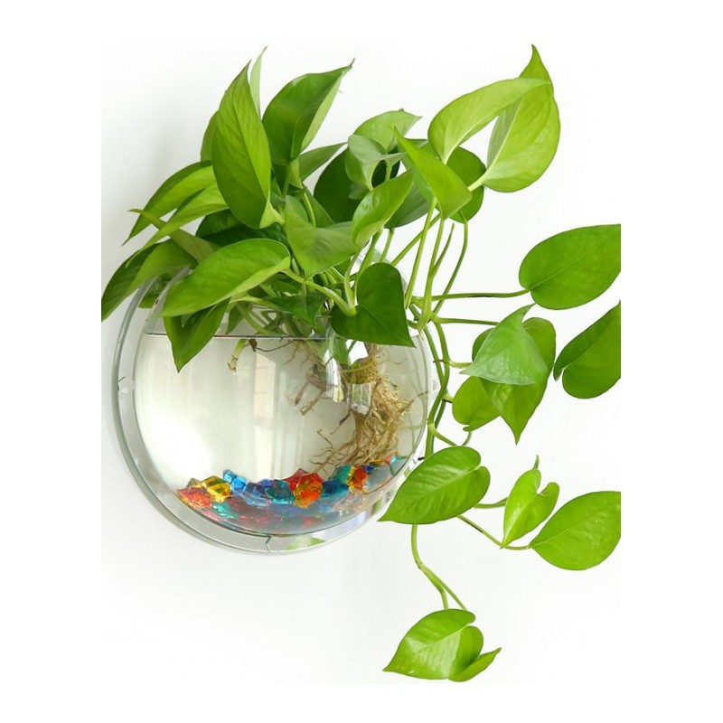 绿萝水培植物花卉盆栽室内净化空气绿植办公室盆栽水养植物绿箩