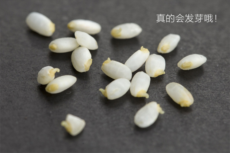 专利技术生态水没稻胚芽活米