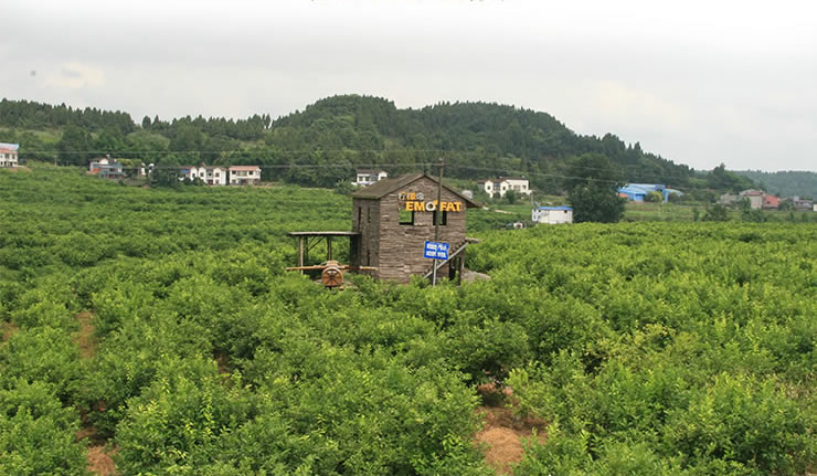 中国柠檬之乡带来的原产地新鲜柠檬-苏宁众筹