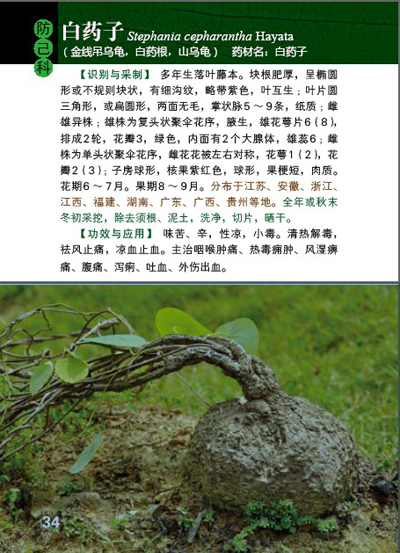 400种中草药野外识别图鉴