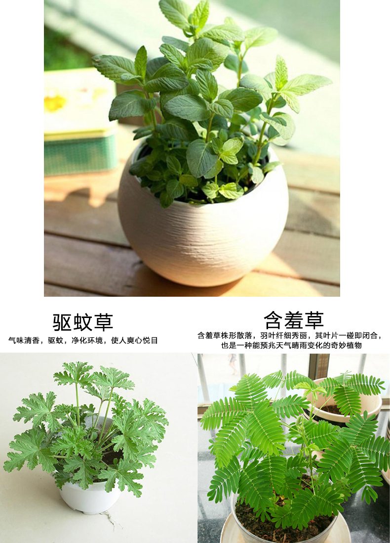 办公室香型:有香型播种时间:夏季是否含花盆:不含盆类别:驱蚊草品牌