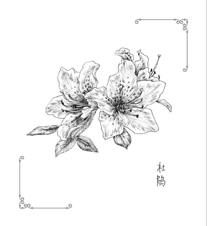 植物画馆 88种经典黑白植物绘 9787121303029