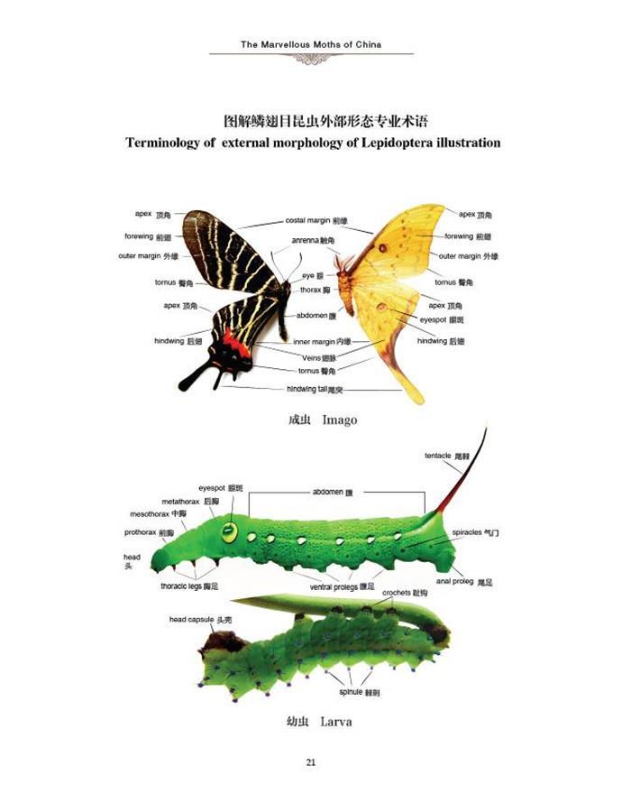 吴云,缙云山自然保护区昆虫摄影工作者,1963年生于昆明, 现任中国昆明