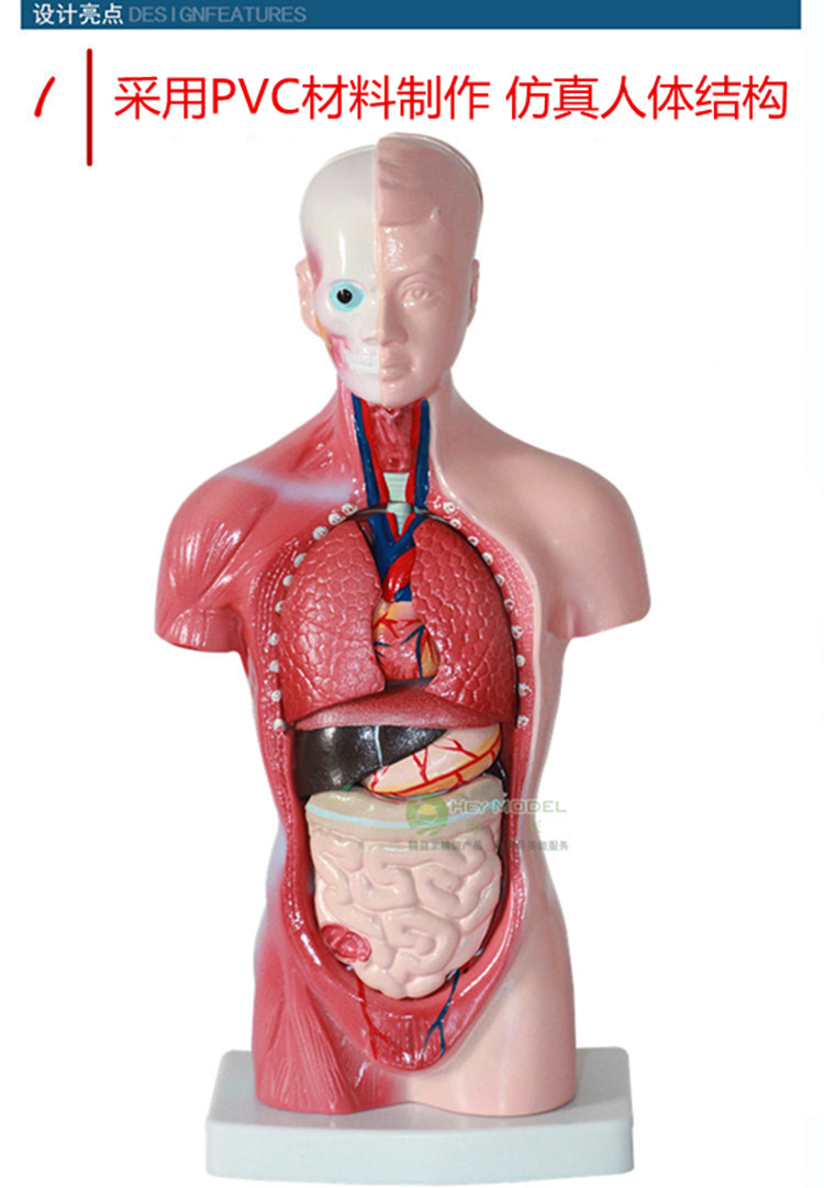 海医(hey model) 26cm人体躯干模型 内脏器官解剖模型 解剖学人体构造