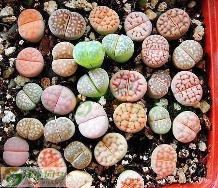 进口生石花混合种子 德国CP多肉植物 屁屁花 屁股花种子约100粒 津沽园艺(jinguyuanyi)园艺用品【价格 图片 品牌 报价】-苏宁易购津沽园艺旗舰店