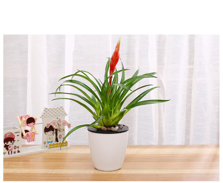 【招财手+白色盆】绿植盆栽套装水培植物花卉