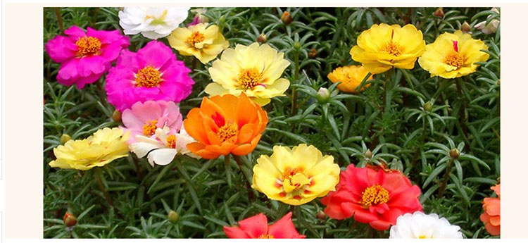 【100粒花朵种子+肥】太阳花种子套餐半枝莲