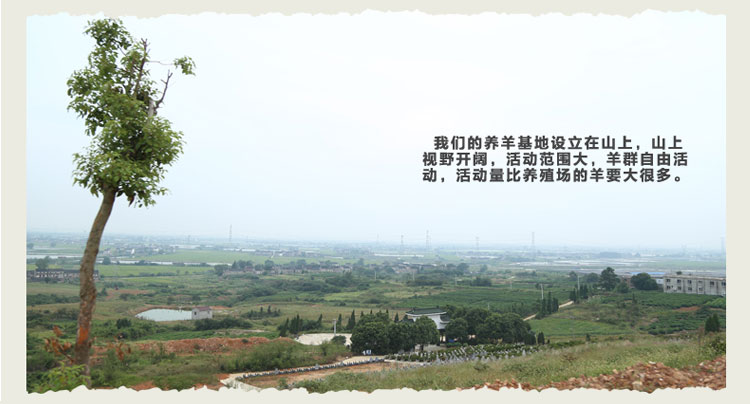 杨巷三品新鲜羊排羊腿羊肉羊肋排羊排整只带骨羊腿肉烧烤