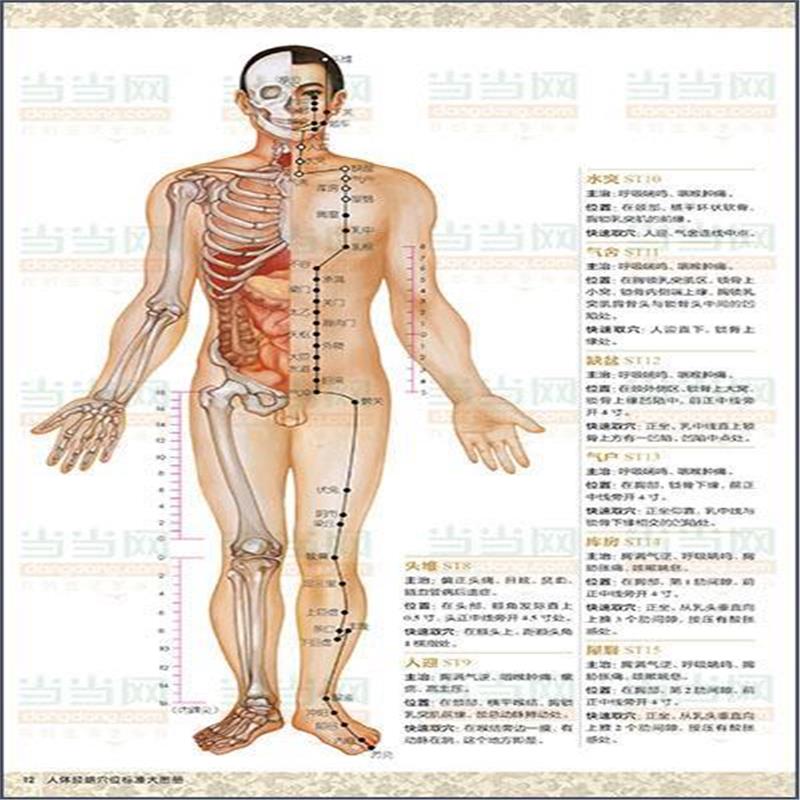 正版书籍 人体经络穴位标准大图册 9787501997886 中国轻工业出版社