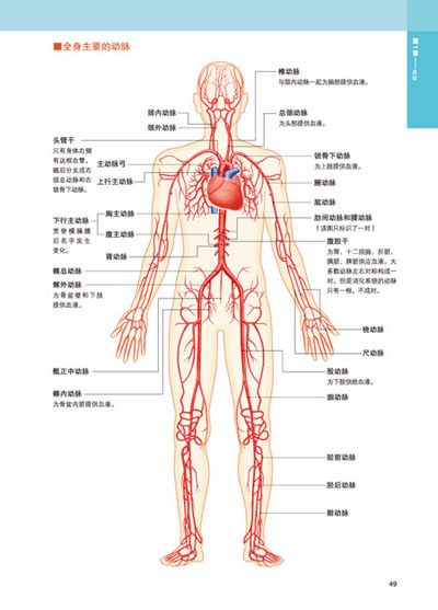 3d人体解剖图(日本东京大学教授出品,200个精密3d图例,权威专业,简明