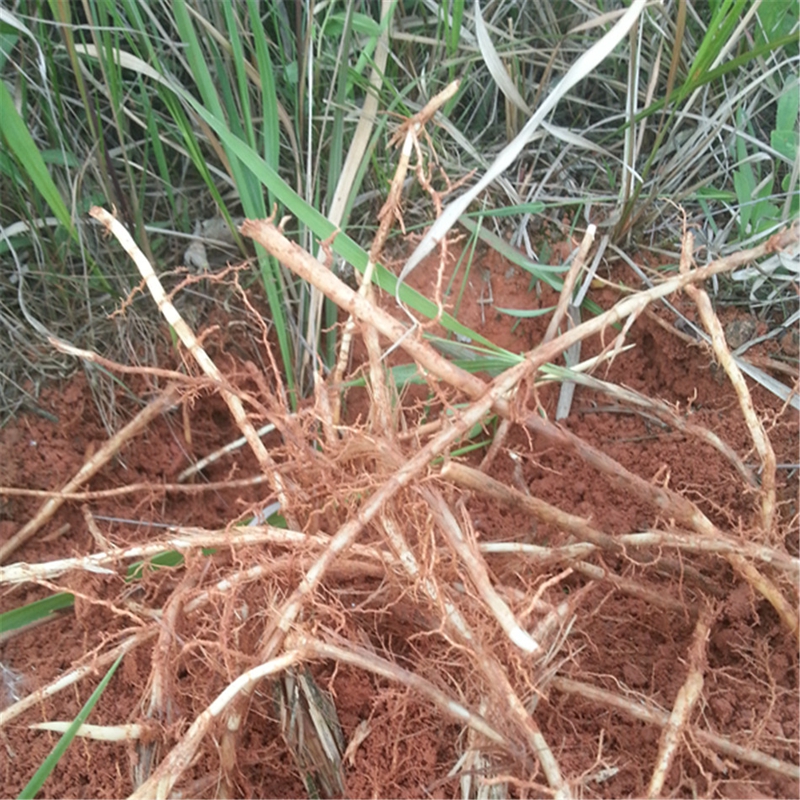 博多客鲜茅根500克新白茅根新鲜湿茅根竹蔗毛根非芦根pgy