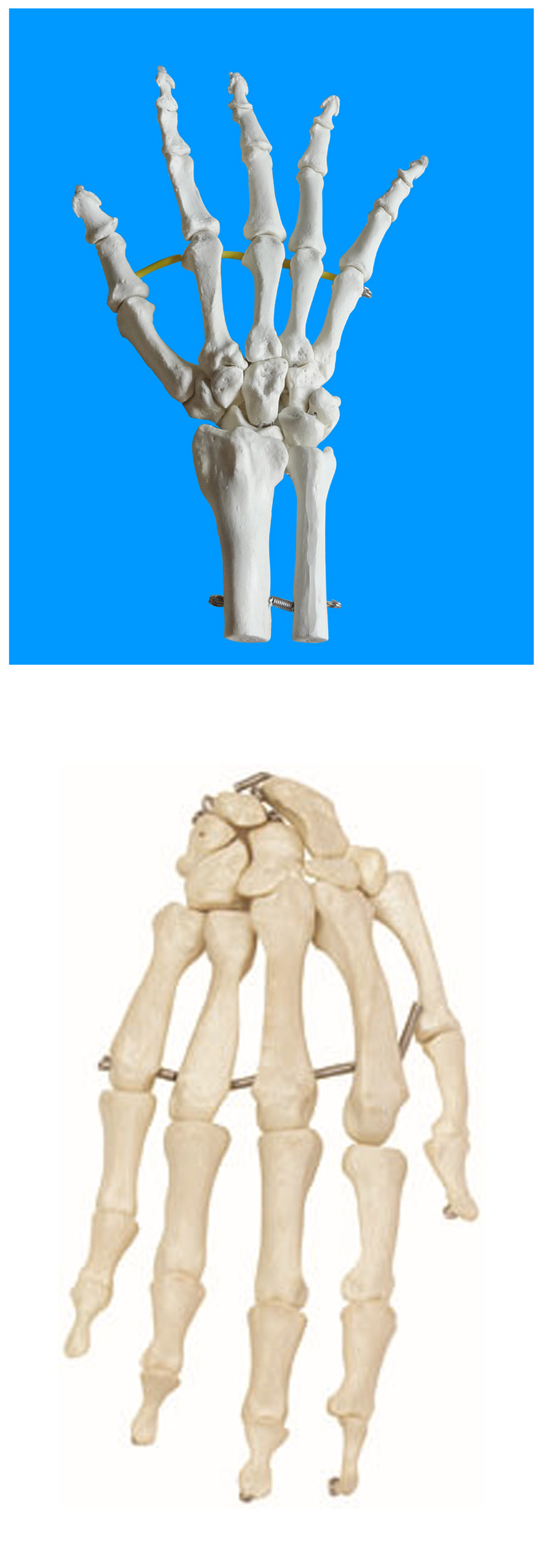 王太医 手关节模型 手掌骨骼模型 标配 手骨:包括腕骨,掌骨和指骨.