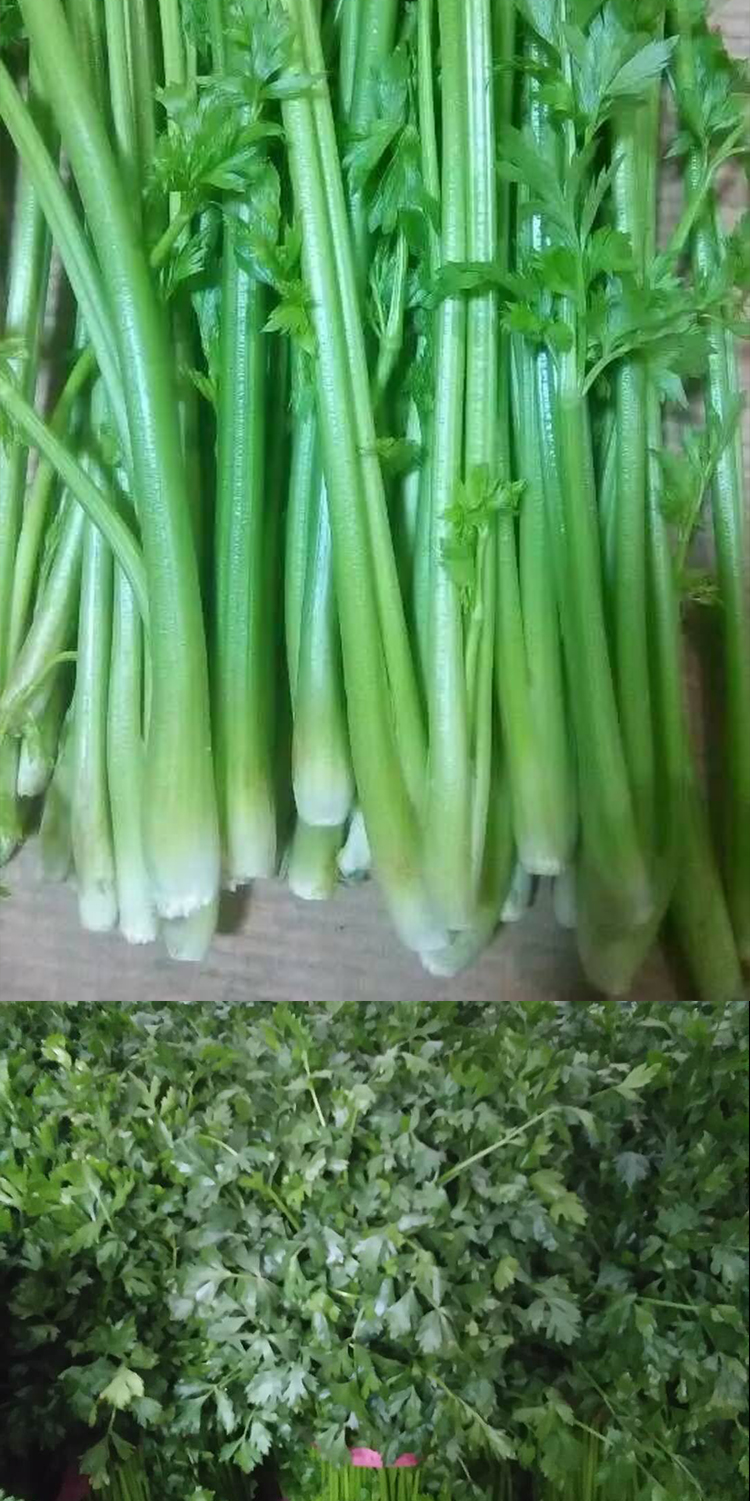 博多客 章丘鲍芹 3斤 芹菜 山东特产 新鲜蔬菜
