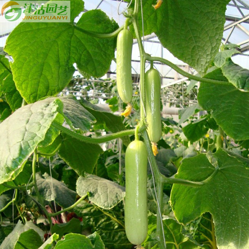 蔬菜种子 白黄瓜种子 白衣天使 大田家庭种植易