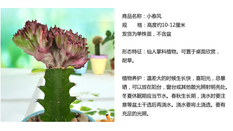 沽园艺旗舰店】多肉植物小春风彩春风仙人掌 