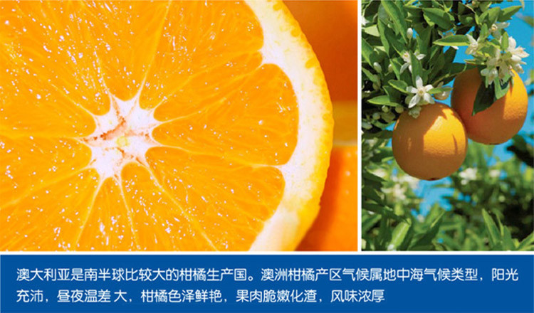 澳洲脐橙8个 进口橙子澳橙澳大利亚橙 进口水