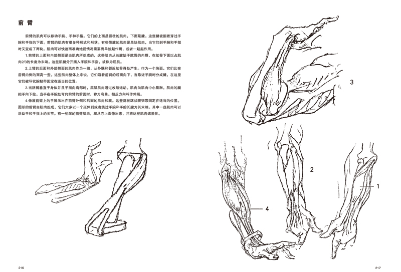 伯里曼人体绘画最新实用教程