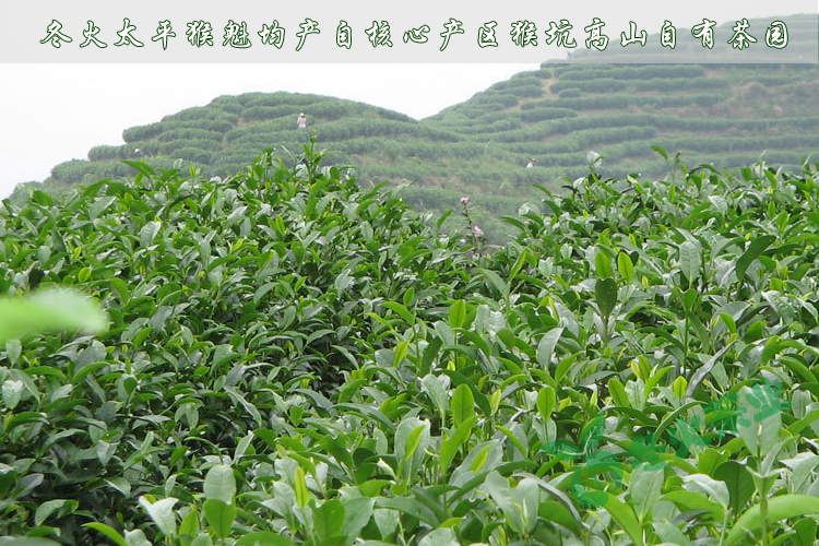 茶叶绿茶安徽黄山太平猴魁2020年新茶头采叶片250g春茶