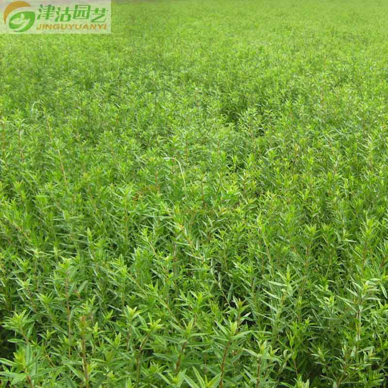 【津沽园艺旗舰店】药用种子 正宗黄芪种子 花