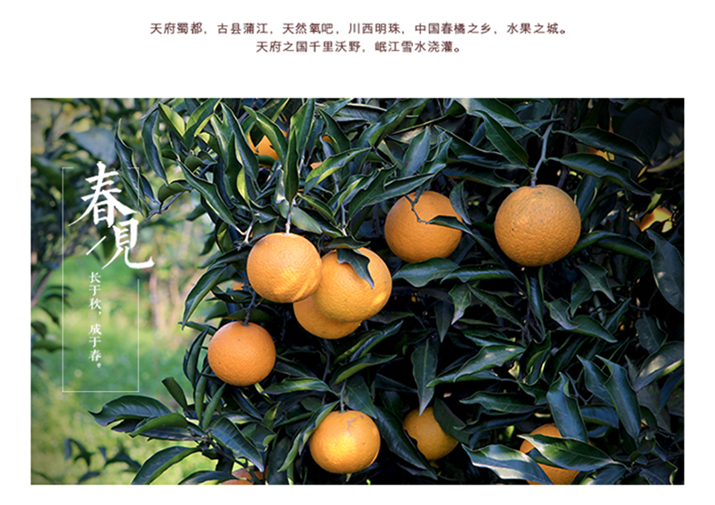 华特色馆】武汉馆 原产地发货 新鲜水果 浦江春