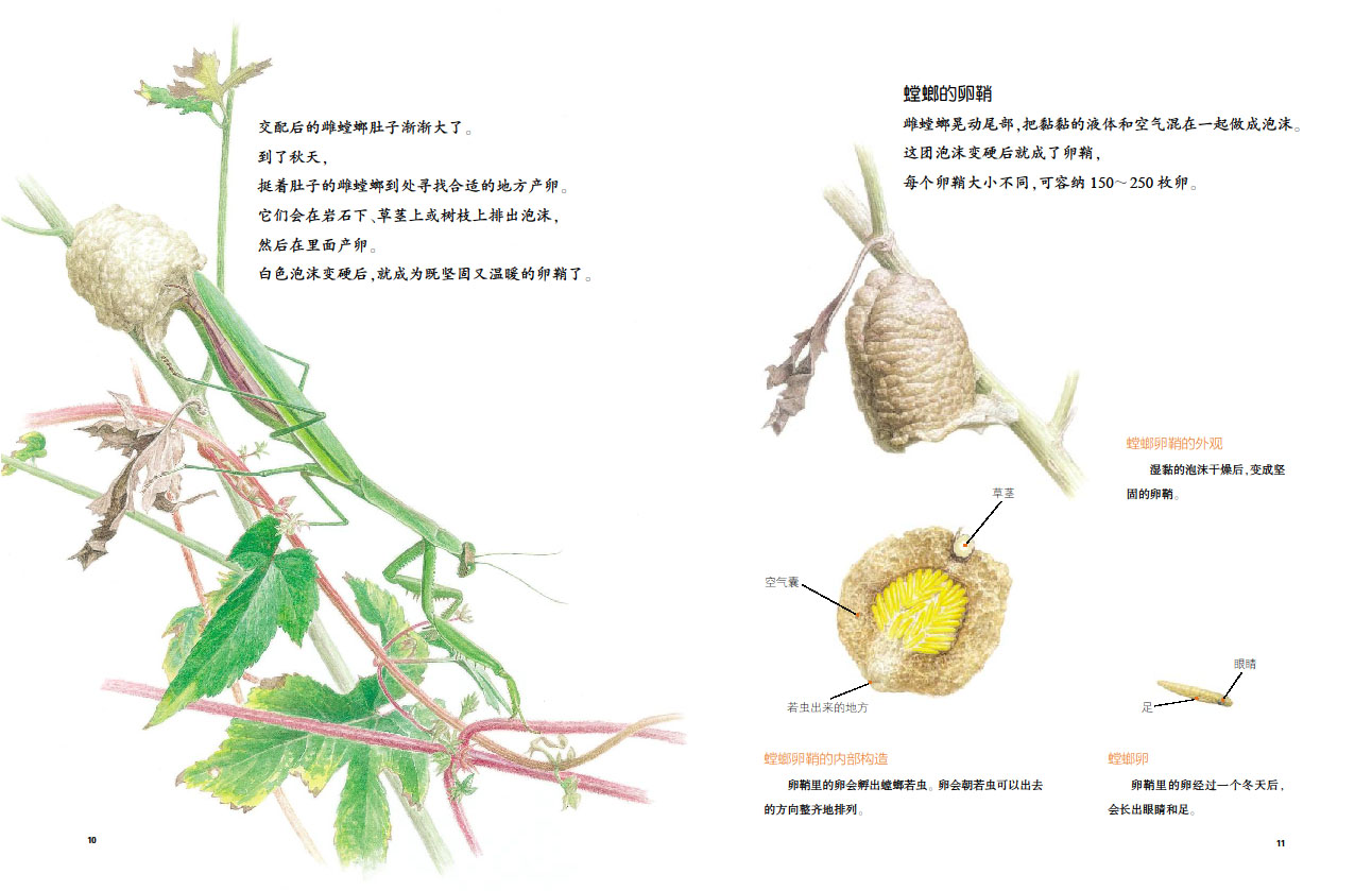 蒲公英自然绘本系列:螳螂的秘密