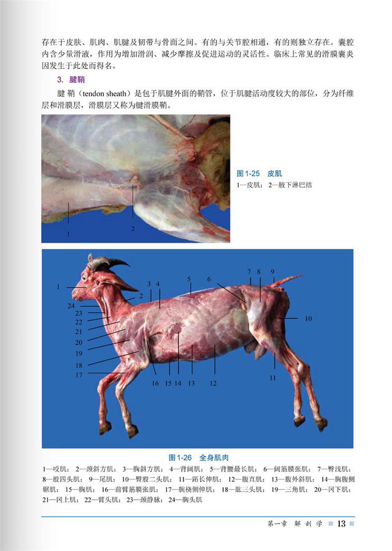 超级新品 123 山羊解剖组织彩色图谱