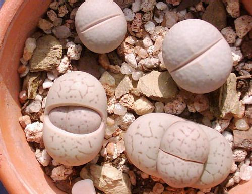 进口生石花混合种子 德国CP多肉植物 屁屁花 屁股花种子约100粒 津沽园艺(jinguyuanyi)园艺用品【价格 图片 品牌 报价】-苏宁易购津沽园艺旗舰店