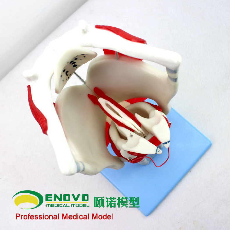 国际器械 该模型显示喉软骨,喉的连续,喉肌和喉腔等结构,环杓关节