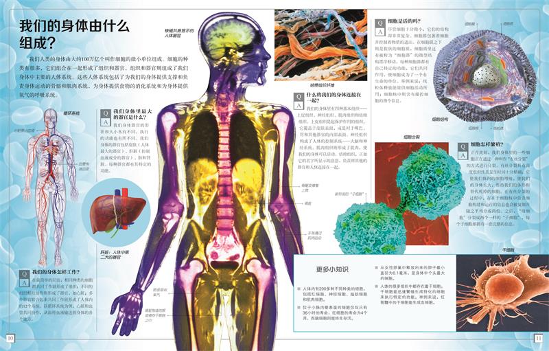 dk令人惊讶的科学事实:人体奥秘