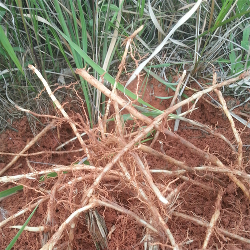 鲜茅根 500克 新 白茅根 新鲜湿茅草根竹蔗 毛草根 非芦根 pgy