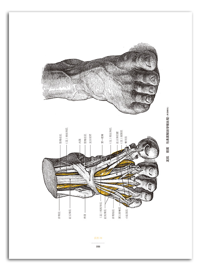 弗里茨艺用人体解剖彩色版