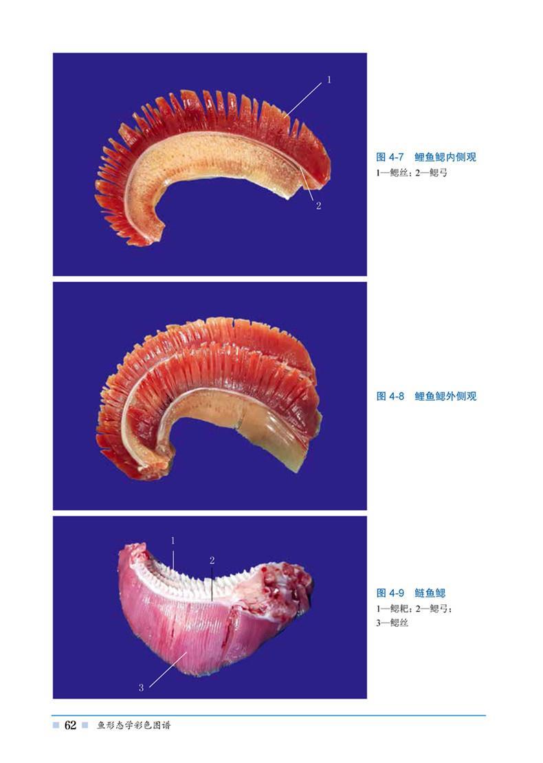 正版书籍 鱼形态学彩色图谱 赵战勤,李健,刘志军 9787122301802