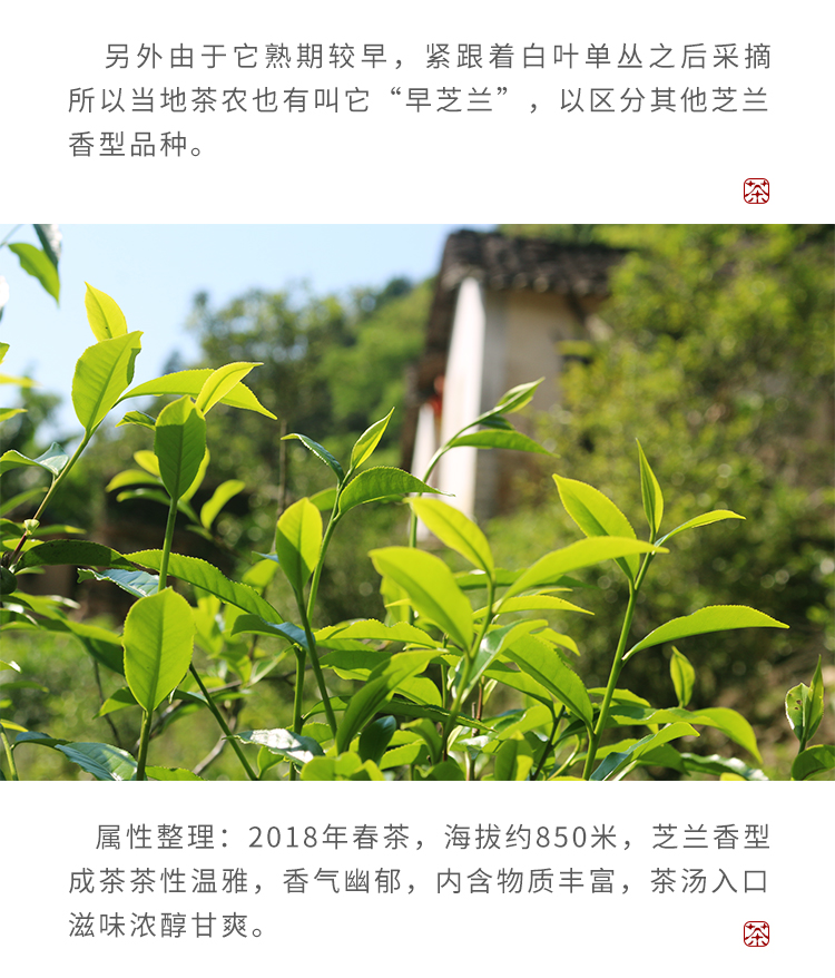 广济桥(guangjiqiao)乌龙茶 广济桥单丛茶芝兰香花香型高山茶单从茶叶