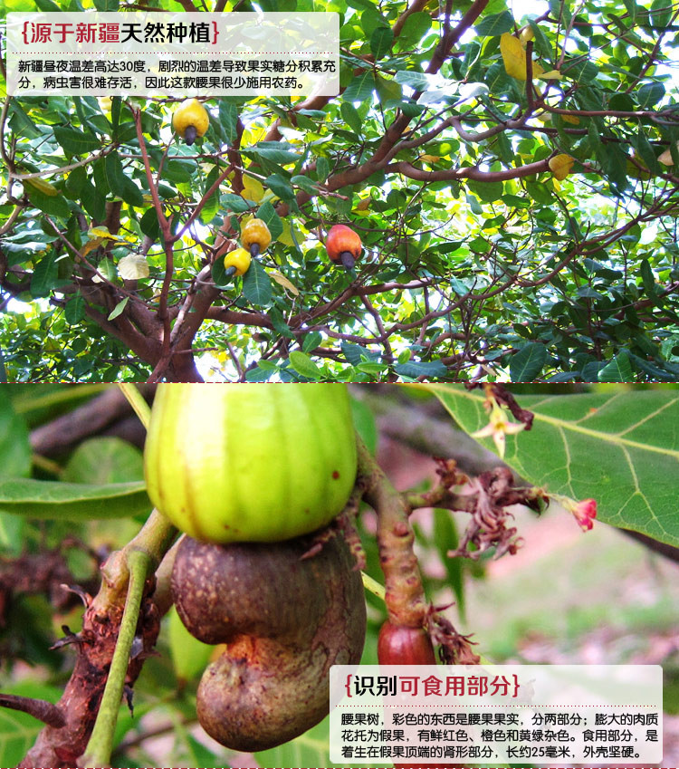 品牌: 西域美农 纠错 配料: 腰果 纠错 类别: 其他 纠错 产地