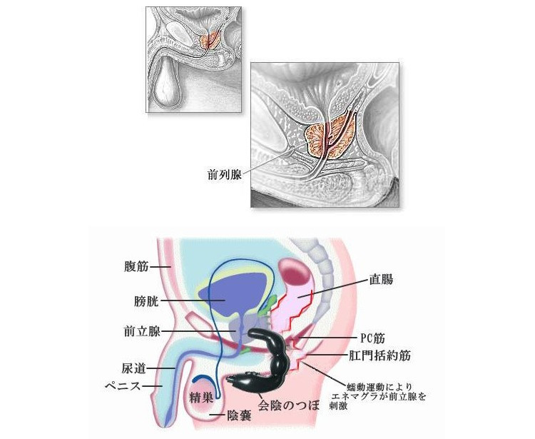 百乐新c型 前列腺按摩仪 男用后庭专用