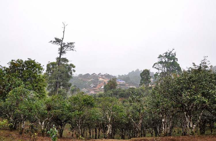 新益号 早春茶 昔归纯料古树茶 普洱茶 生茶七子饼上市秒杀价69元在苏宁易购的价格走势