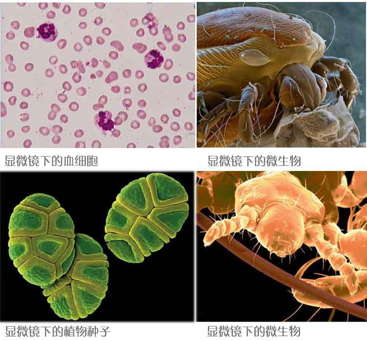 赠大礼包美佳朗视频女篮显微镜mcl-136c专业双目生物养殖业大中医学初中级别图片