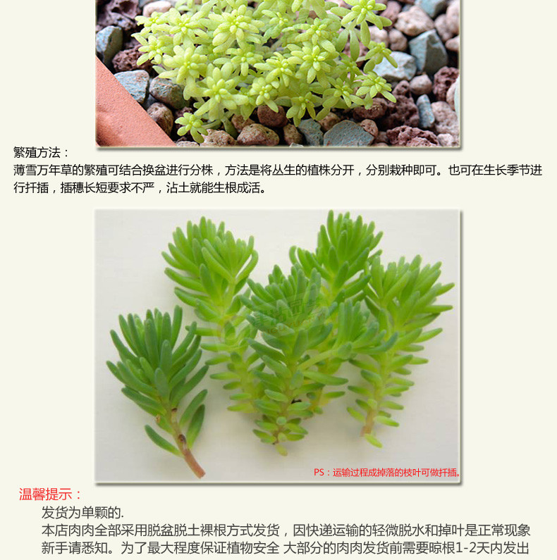 津沽园艺 黄金薄雪万年草 多肉植物 易爆盆多肉办公室植物绿植创意