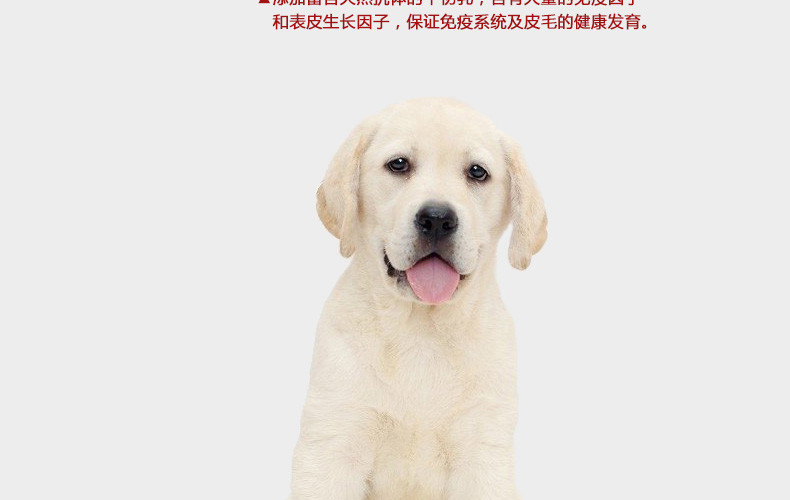【味它宠物用品】e-WEITA 味它 拉布拉多犬专