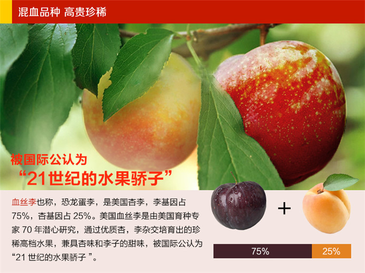花果山美国进口血丝李8粒装新鲜水果