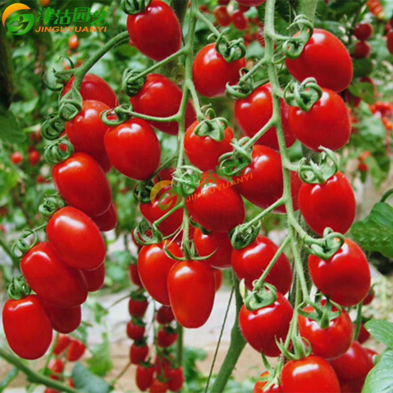 樱桃小番茄种子 魔鬼樱桃番茄 家庭菜园盆栽种