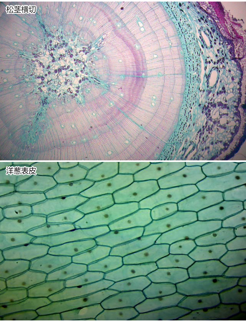 saga生物显微镜标本切片套装动物植物细胞玻璃载玻片实验儿童学生