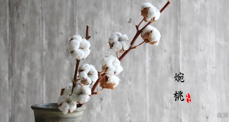 【棉花树枝】乡村天然木棉花花束干花真花客厅装饰插花拍摄道具sn4644