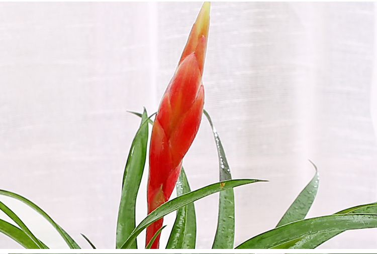 手+白色盆】绿植盆栽套装水培植物花卉吊兰花